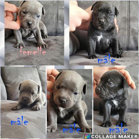 chiot Staffie disponible pour adoption 