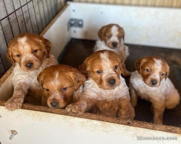 Adoption chiot épagneul breton à donner 