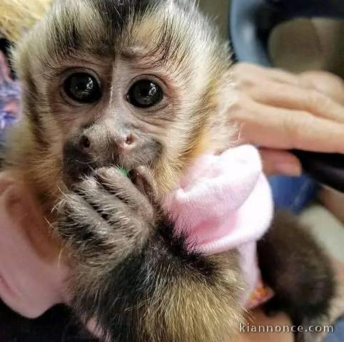 Bébé singe capucin disponible a donner 