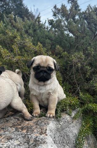 chiot carlin a donner femelle 