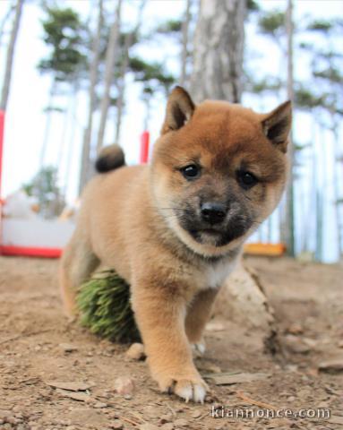 chiot type Shiba inu a donner femelle 