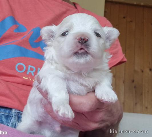 chiot bichon maltais femelle 
