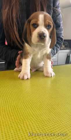 Un mâle beagle race pure a donner 