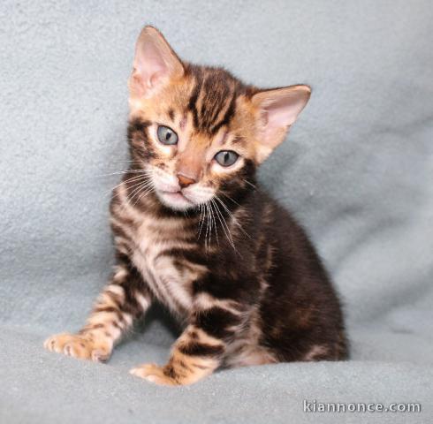 chaton Bengal à donner urgent 