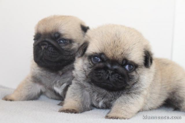 Dons chiot carlin disponible 