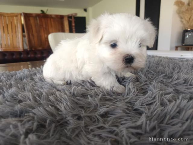 chiot bichon maltais mâle a donner 