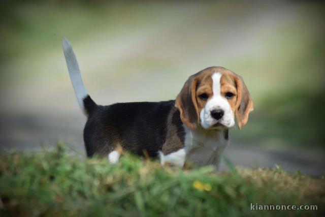 chiot beagle lof femelle a donner 