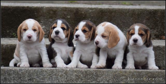 Chiot beagle disponible pour adoption 