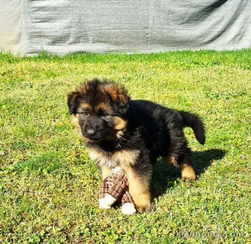 Bébé chiot berger allemand lof 