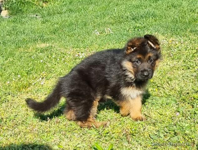 chiot berger allemand disponible 