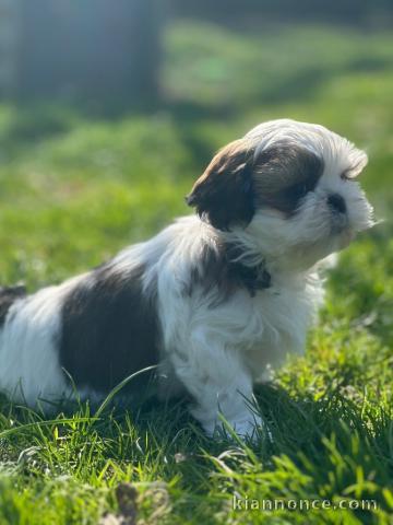 chiot Shih Tzu femelle disponible 