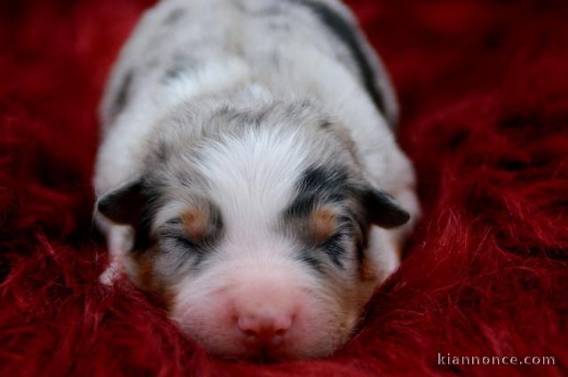 Chiot berger australien disponible 