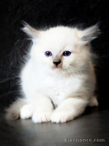 chaton ragdoll femelle et mâle a donner 