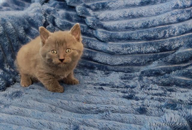 Chaton chartreux mâle a donner 