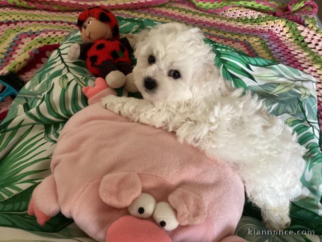 chiot bichon frisé a donner femelle 