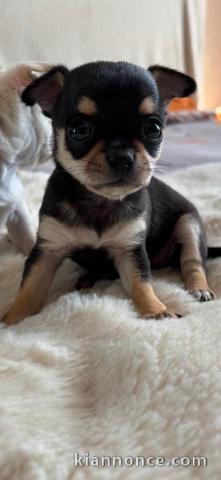 chiot chihuahua à adopter femelle 