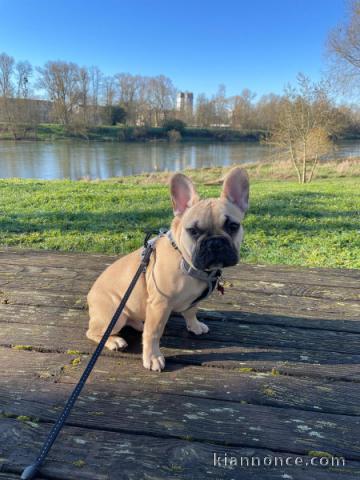 chiot bouledogue français a donner 