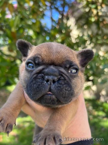 je donne chiot bulldog français 