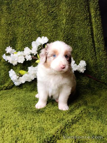 chiot berger australien mâle a donner 