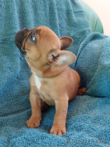 chiot bulldog français mâle à donner 