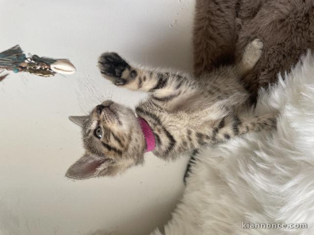 chaton Bengal pour adoption 