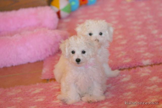je donne chiot bichon frisé 