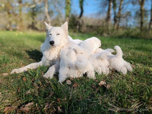 annonce chiot berger blanc suisse 