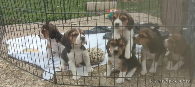 chiot beagle disponible pour adoption 