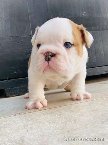 chiot beagle disponible pour adoption 