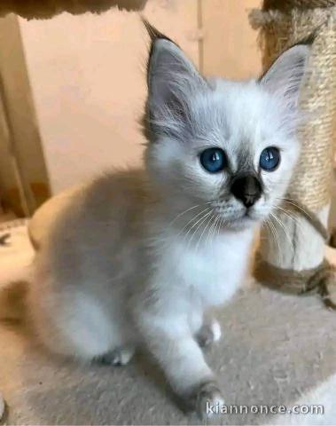 bébé chaton sacré brimanie à adopter 