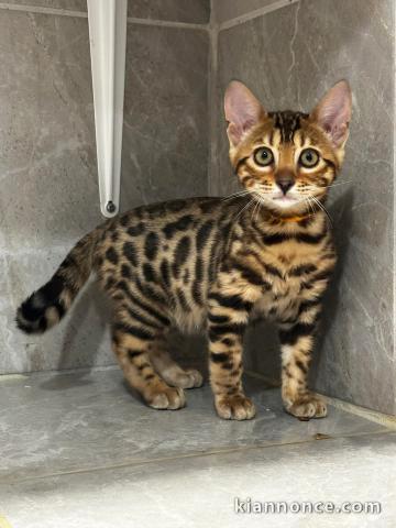 Bengal femelle disponible 