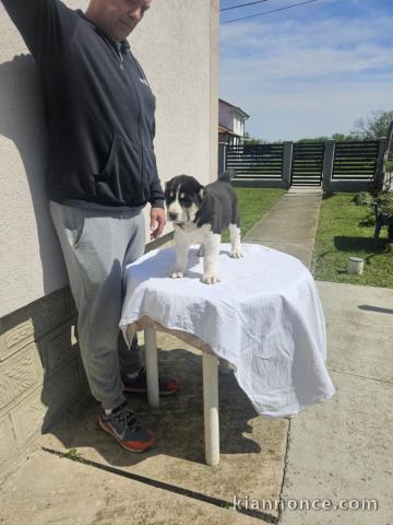 Chiots de Berger d\
