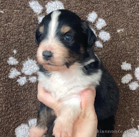chiot berger australien disponible pour adoption 