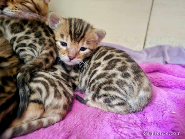 chaton Bengal pour adoption 