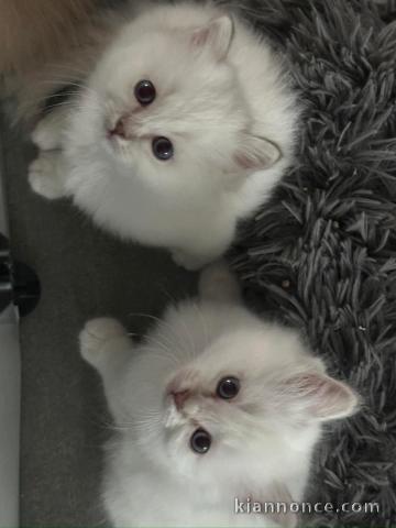 bébé chaton sacré brimanie a donner 