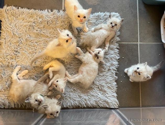 bébé chaton sacré brimanie a adopter 