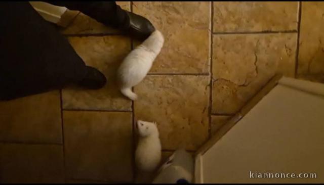 adoption furets disponible 