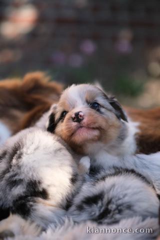 chiot berger australien disponible 