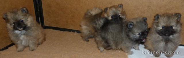 chiot spitz nain Poméranie à vendre 
