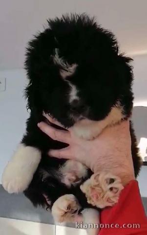 chiot terre neuve à adopter 