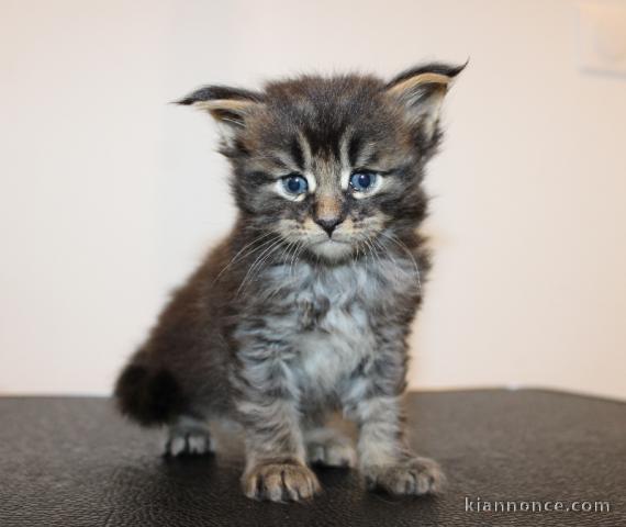chaton Maine coon adorable disponible 