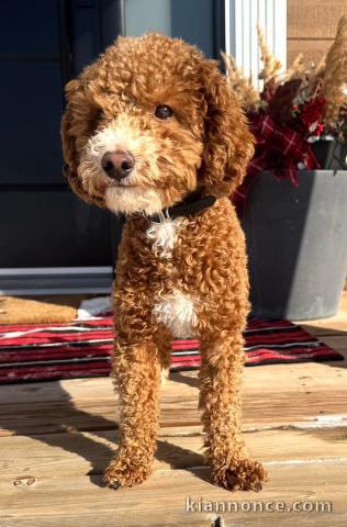 chiot cockapoo mâle a donner 