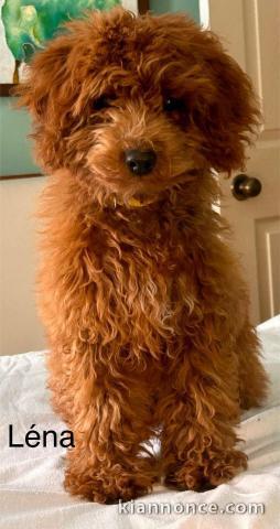 chiot cockapoo mâle a donner 