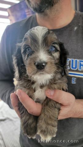 je donne chiot cockapoo disponible 