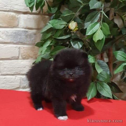 chiot spitz nain adorable 