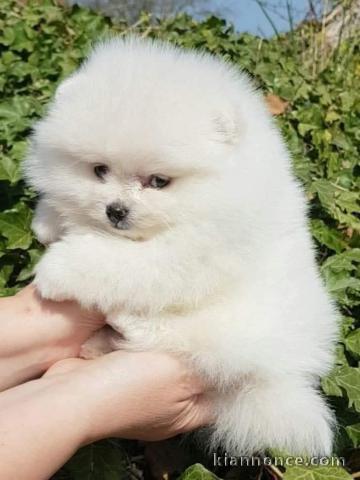 dons chiot spitz nain 