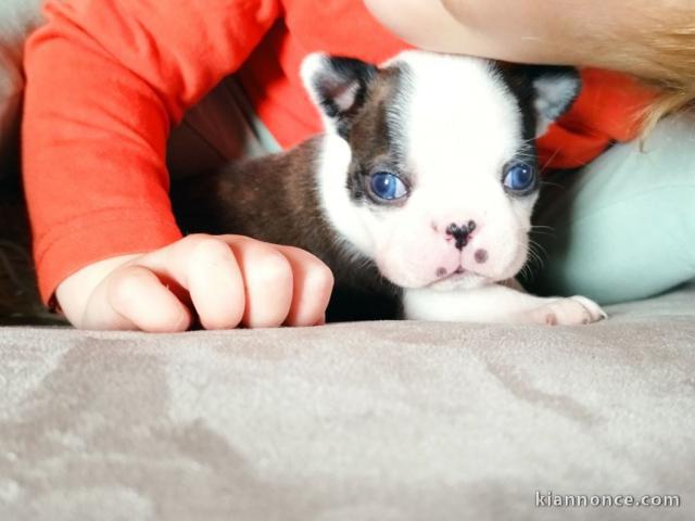 chiot Boston terrier mâle a donner 