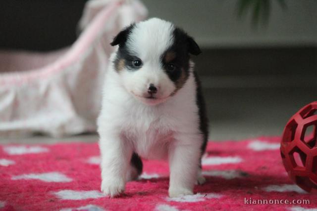 chiot berger australien disponible pour adoption 