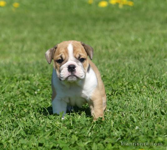 chiot bulldog anglais a donner 