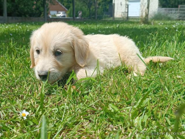 adorable chiot golden retriever pour adopter 
